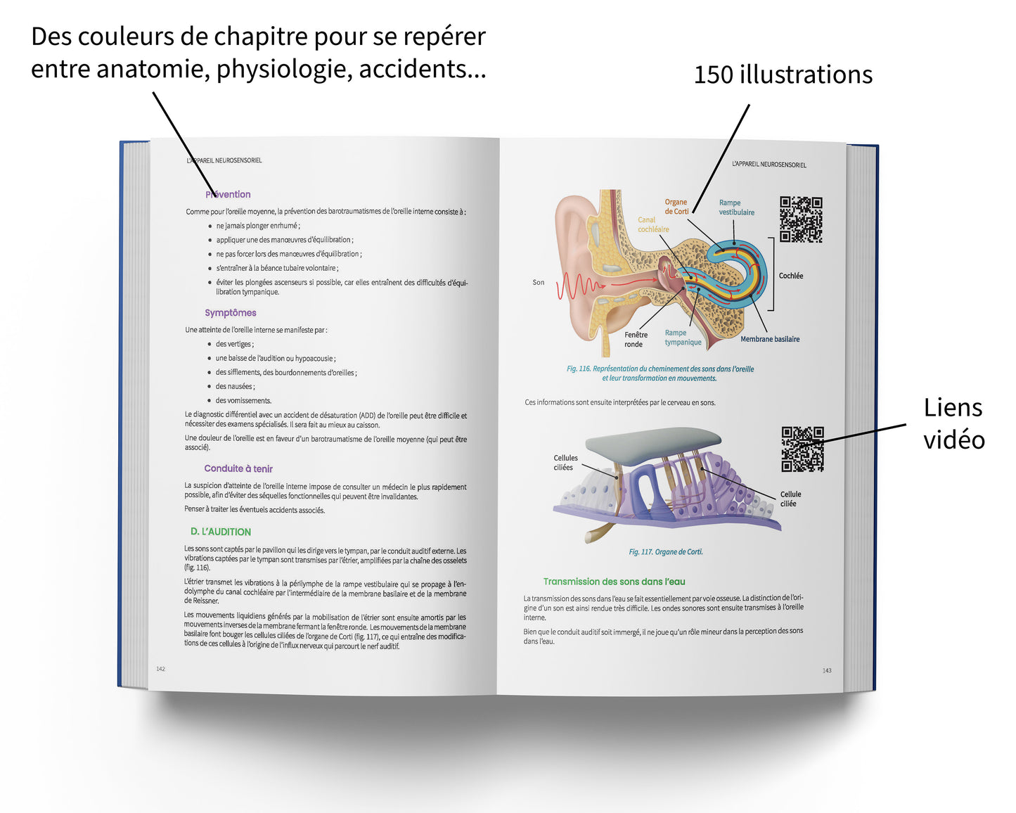 Anatomie, Physiologie et Prévention des Accidents de plongée