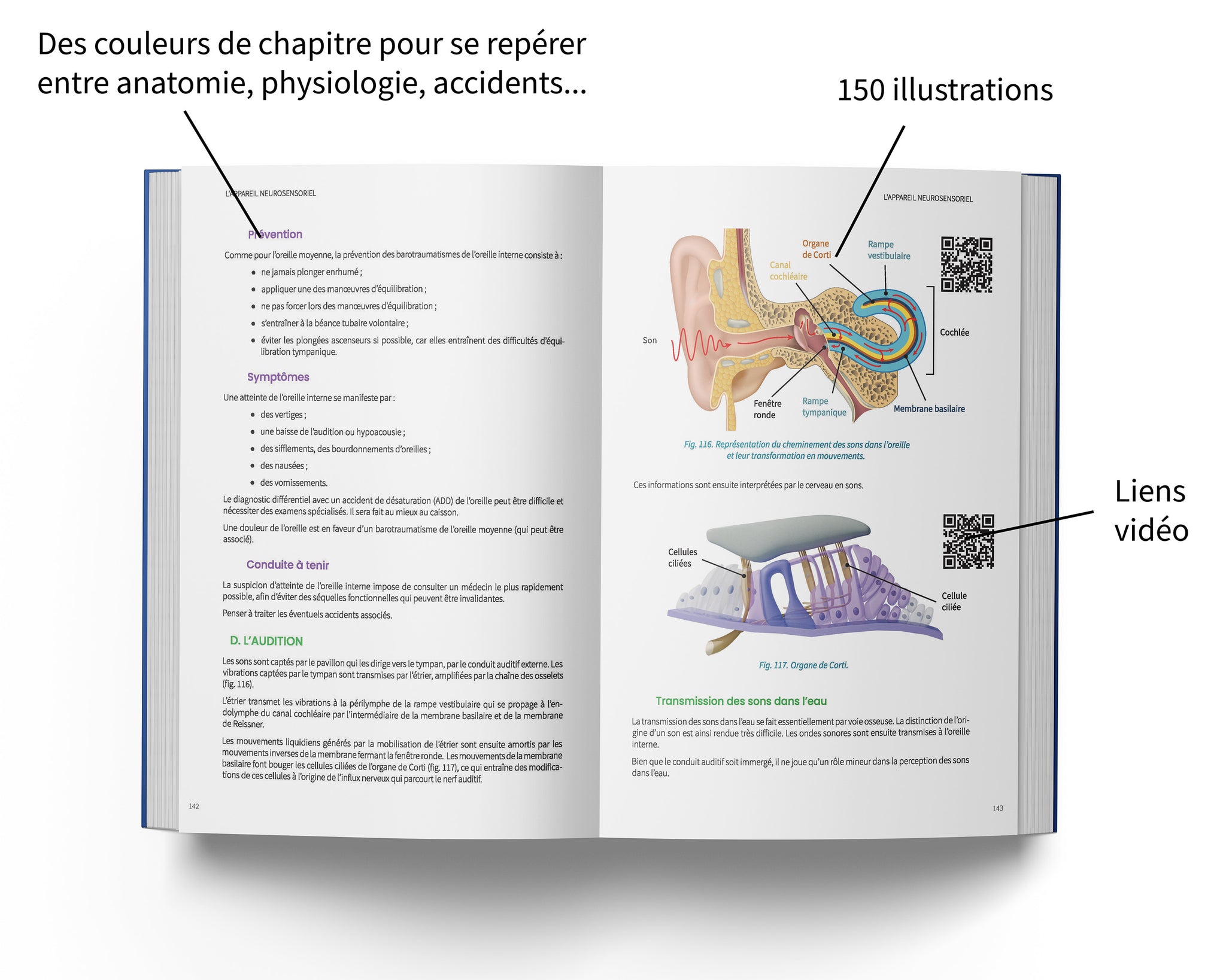 Anatomie, Physiologie et Prévention des Accidents de plongée